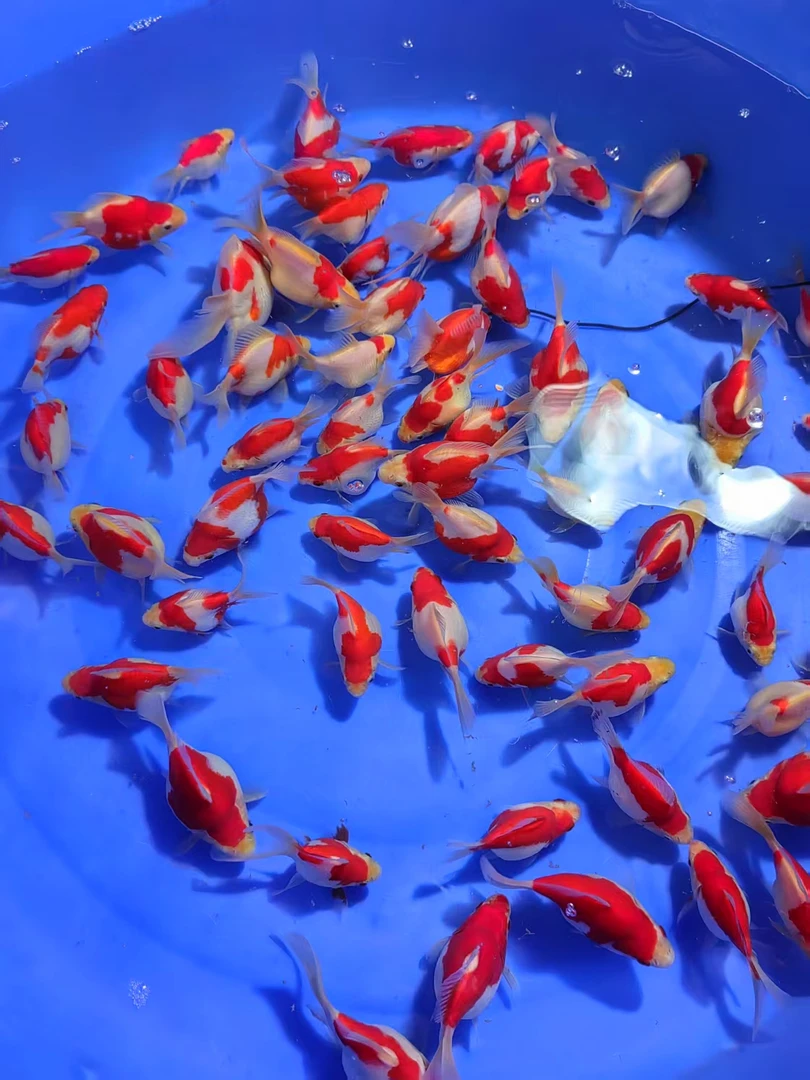 精品观赏鱼玉鲭渔场直发