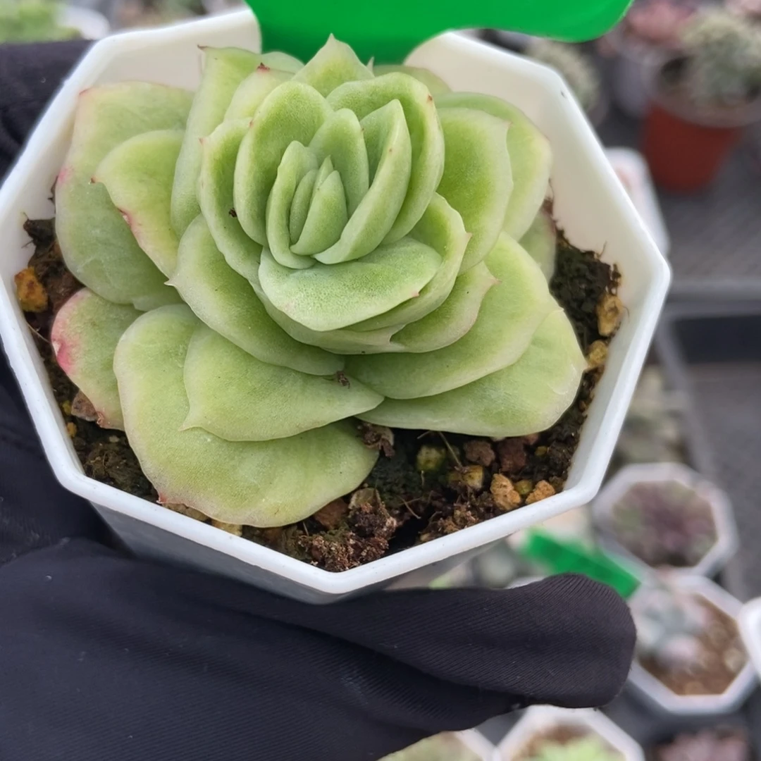 842冰玫瑰锦多肉植物