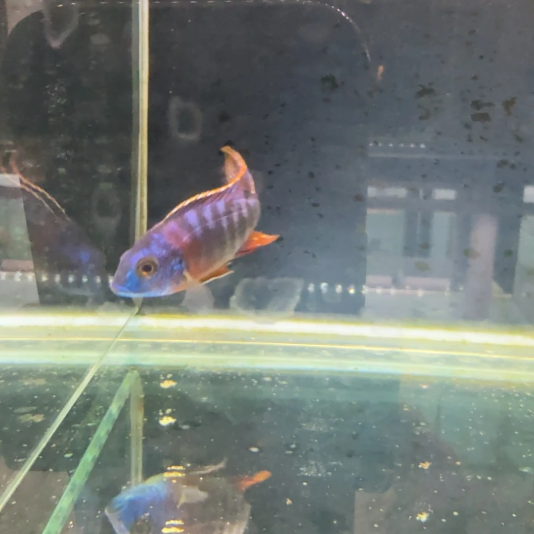 慈鲷333红博头。