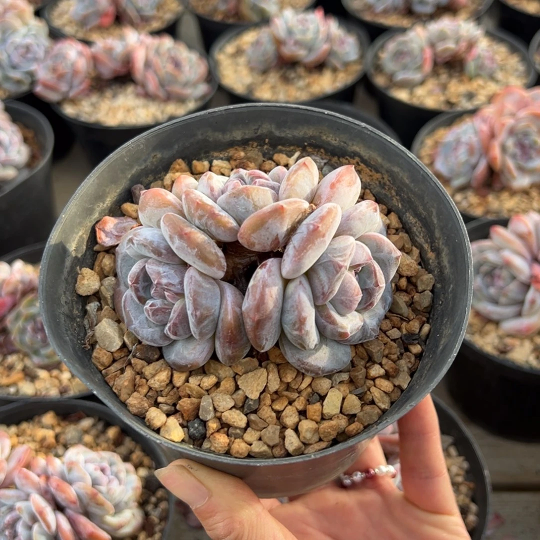 三头短肥圆粗腿紫心