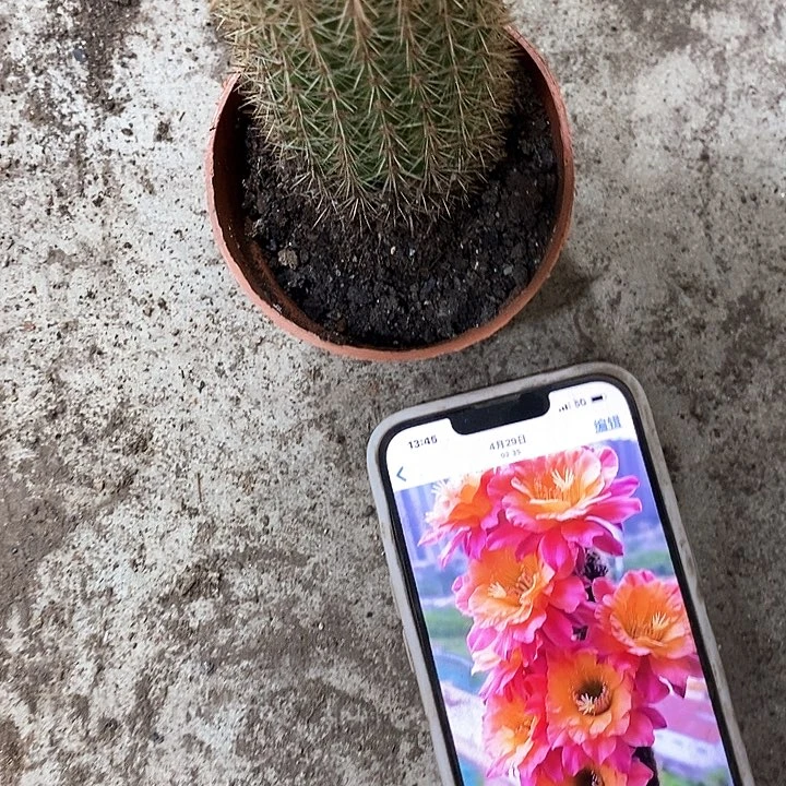 时光毛花10公分左右