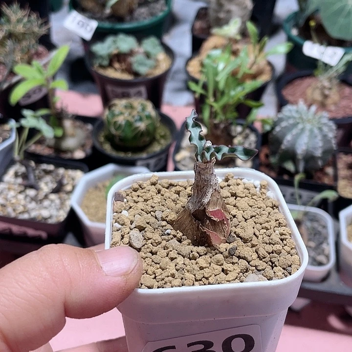 630产地波叶血莲块根