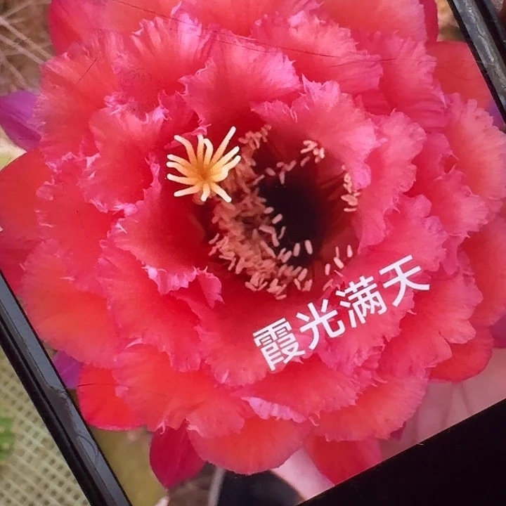 霞光满天侧芽5公分毛花柱