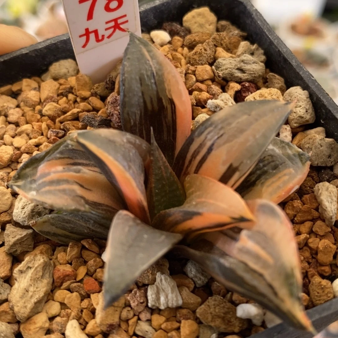 78号白凤芭提雅锦带盆