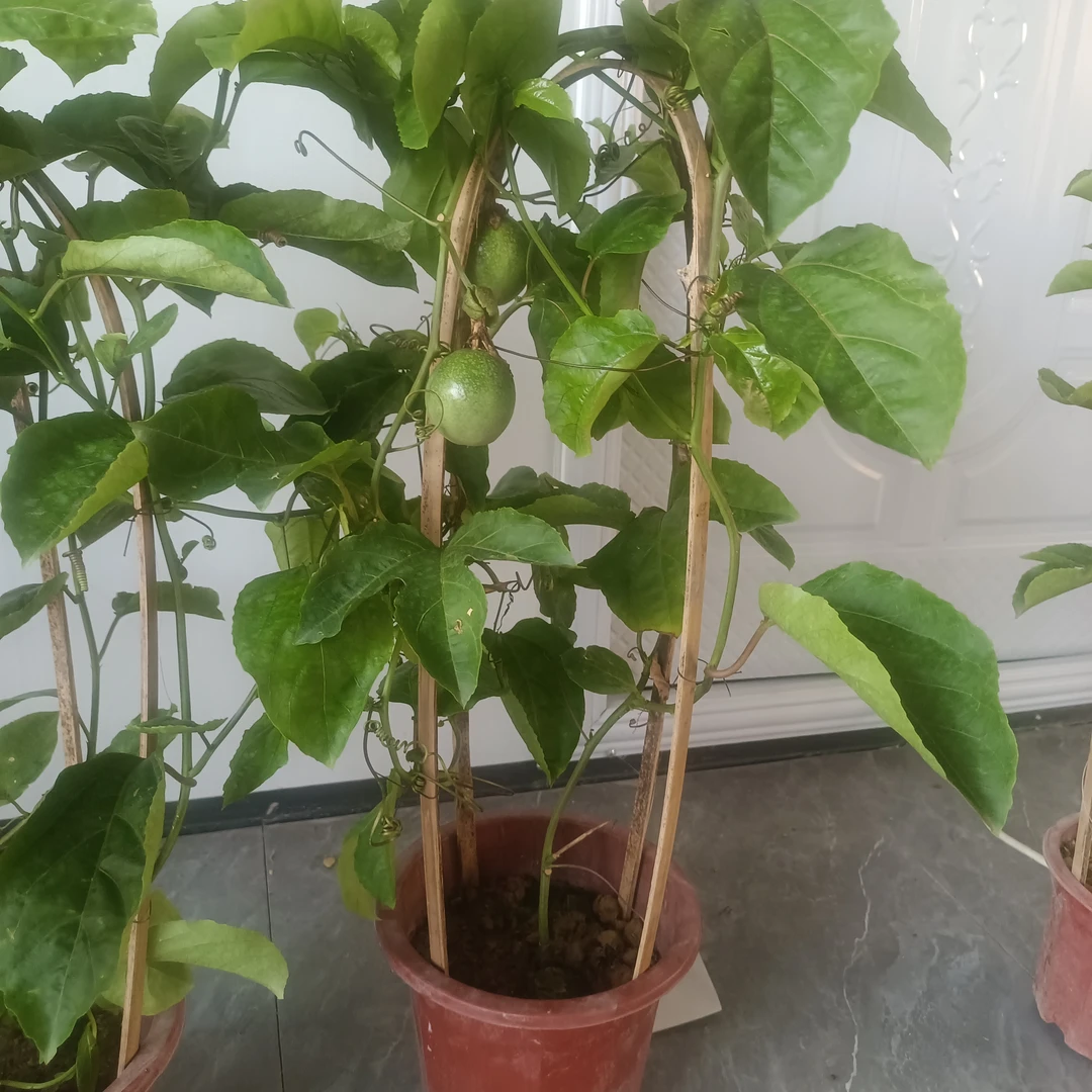 黄金百香果盆栽带果发货嫁接苗易挂果好养高产基地直发