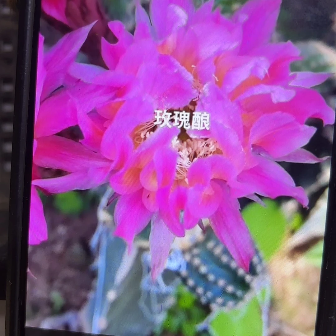 玫瑰酿彩侧牙20包邮59