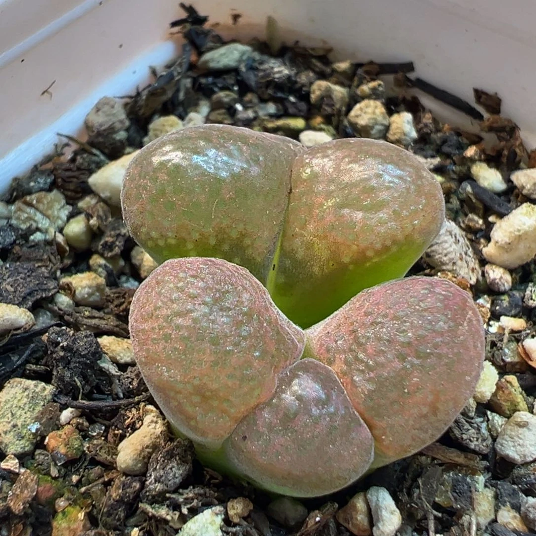 156多肉植物盆栽植物