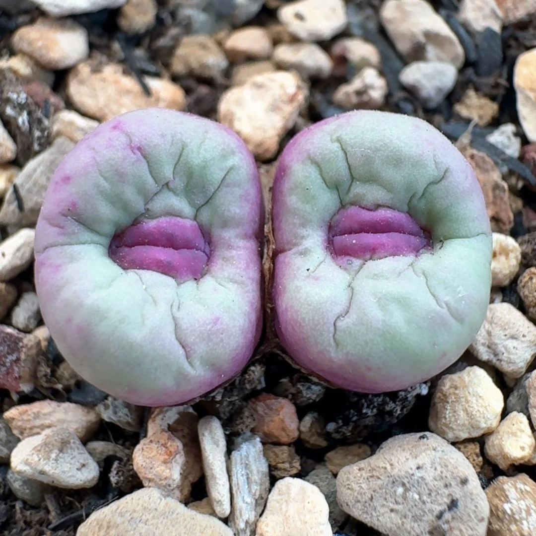 3 嘟嘟香肠嘴。