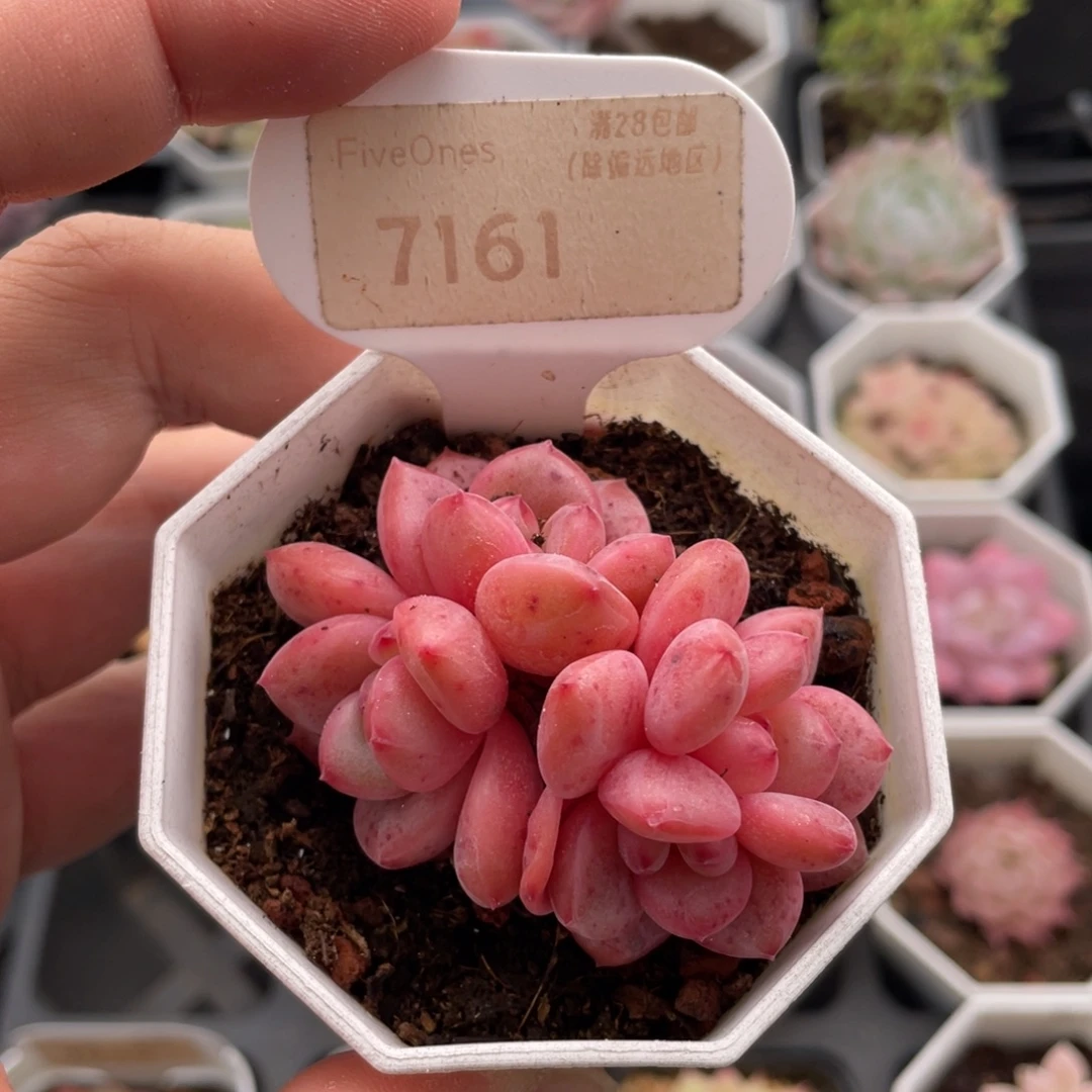 林依晨7161-6厘米