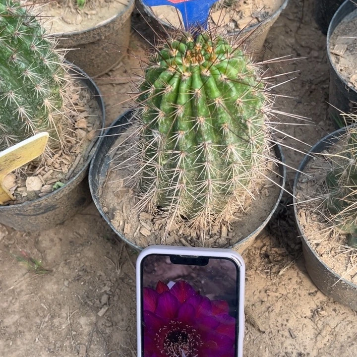 852，毛花柱乐趣。。。