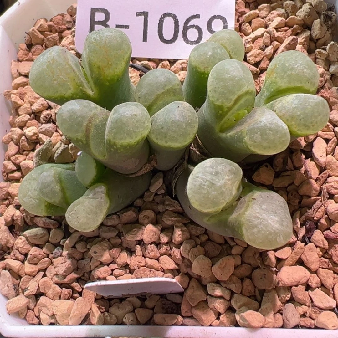 多肉植物1111111111111