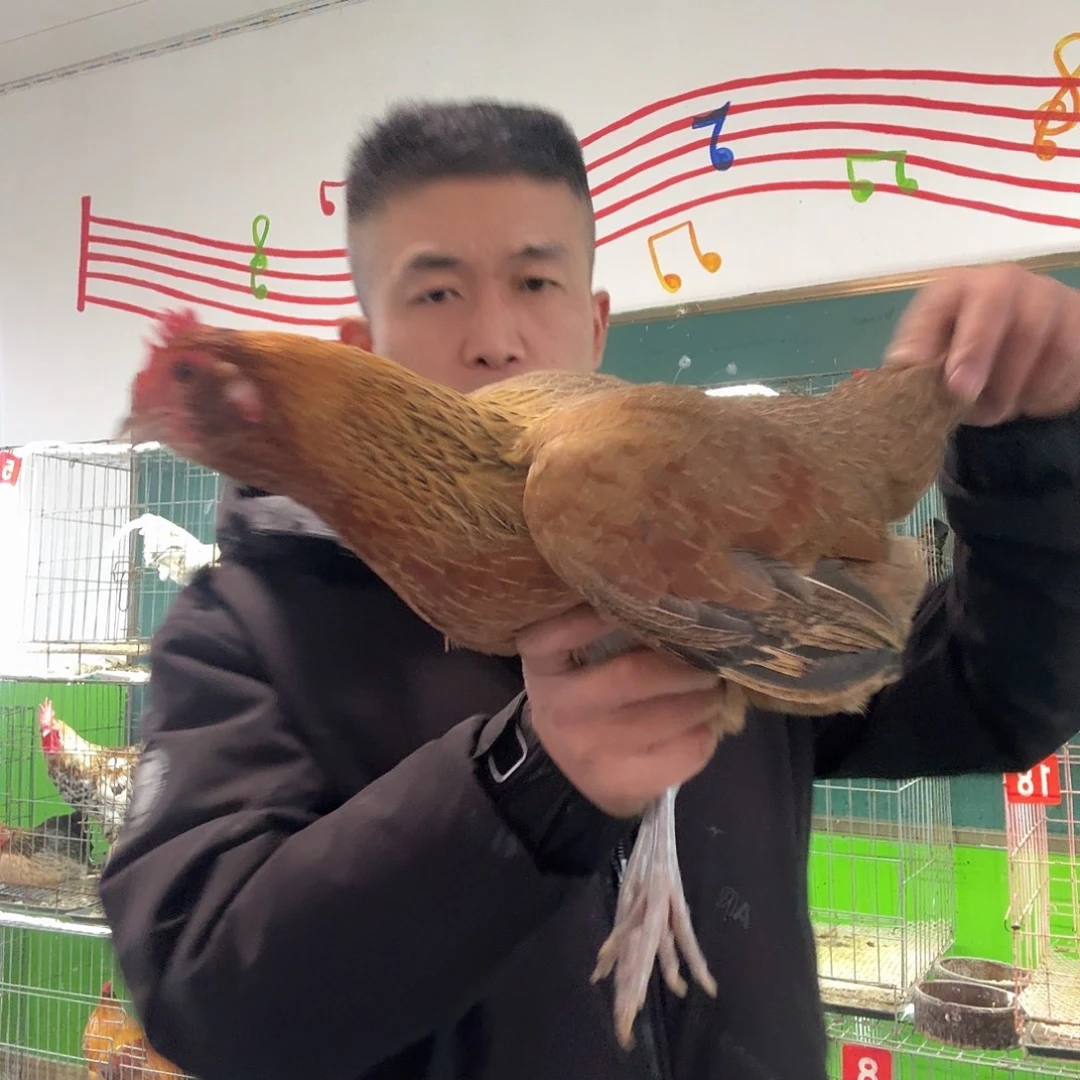 30天包装胡子母鸡生鲜发货