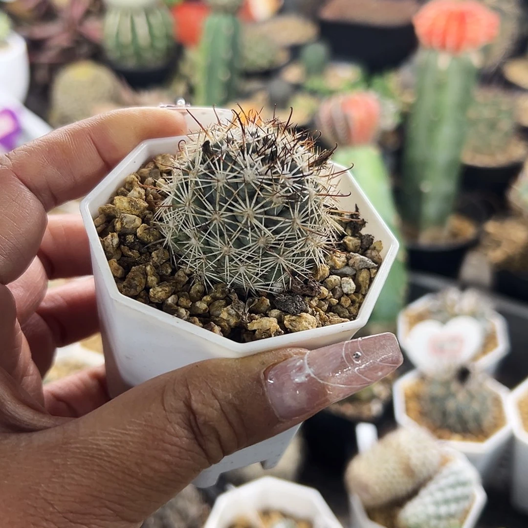 仙人球11111111111