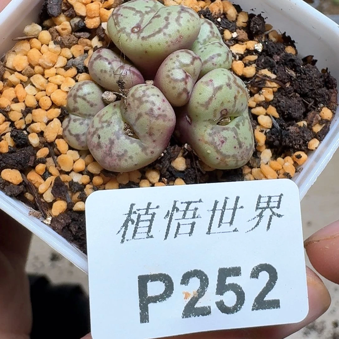 252号多肉植物哇f v