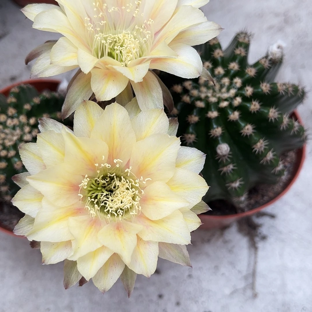 金刚血丝8公分左右