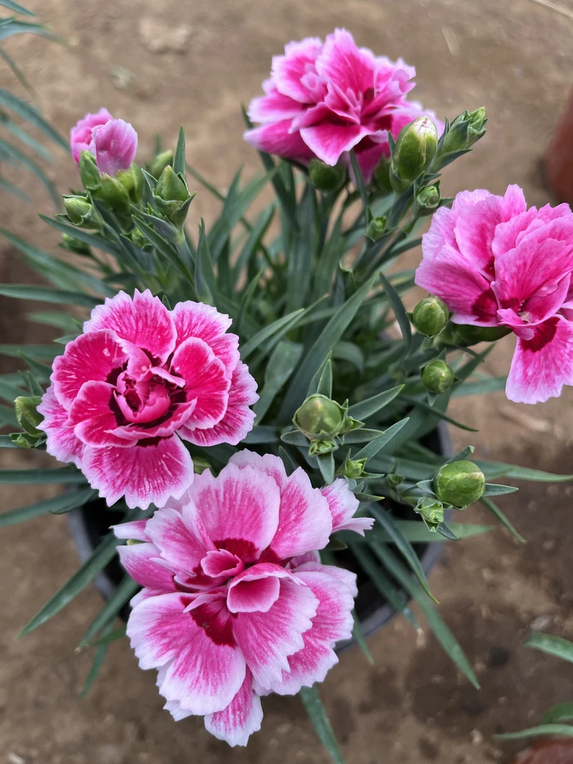 康乃馨【奥斯卡花蝴蝶】盆栽带花苞阳台庭院四季开花