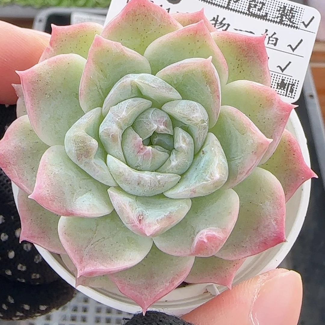 多肉1011--255福利