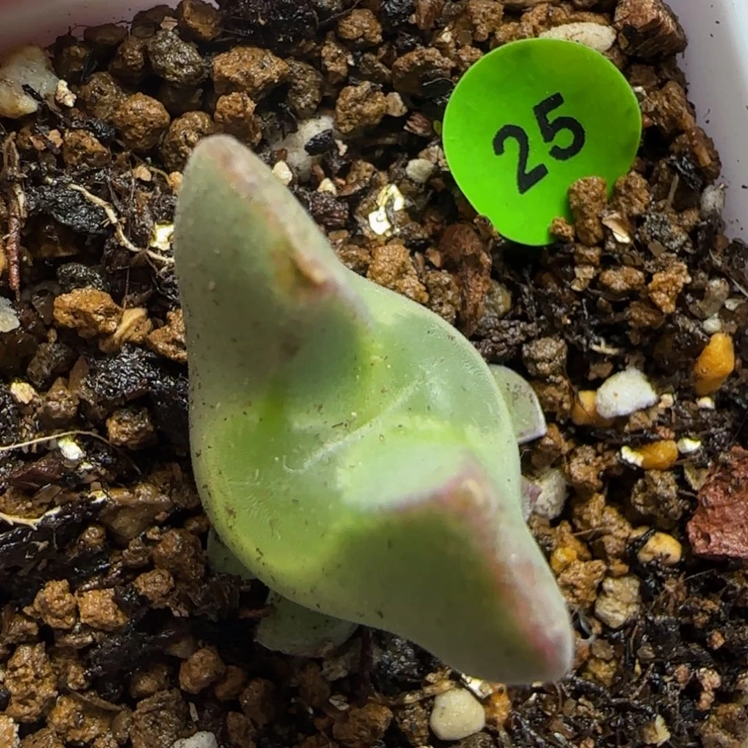 大眼睛空蝉三头25