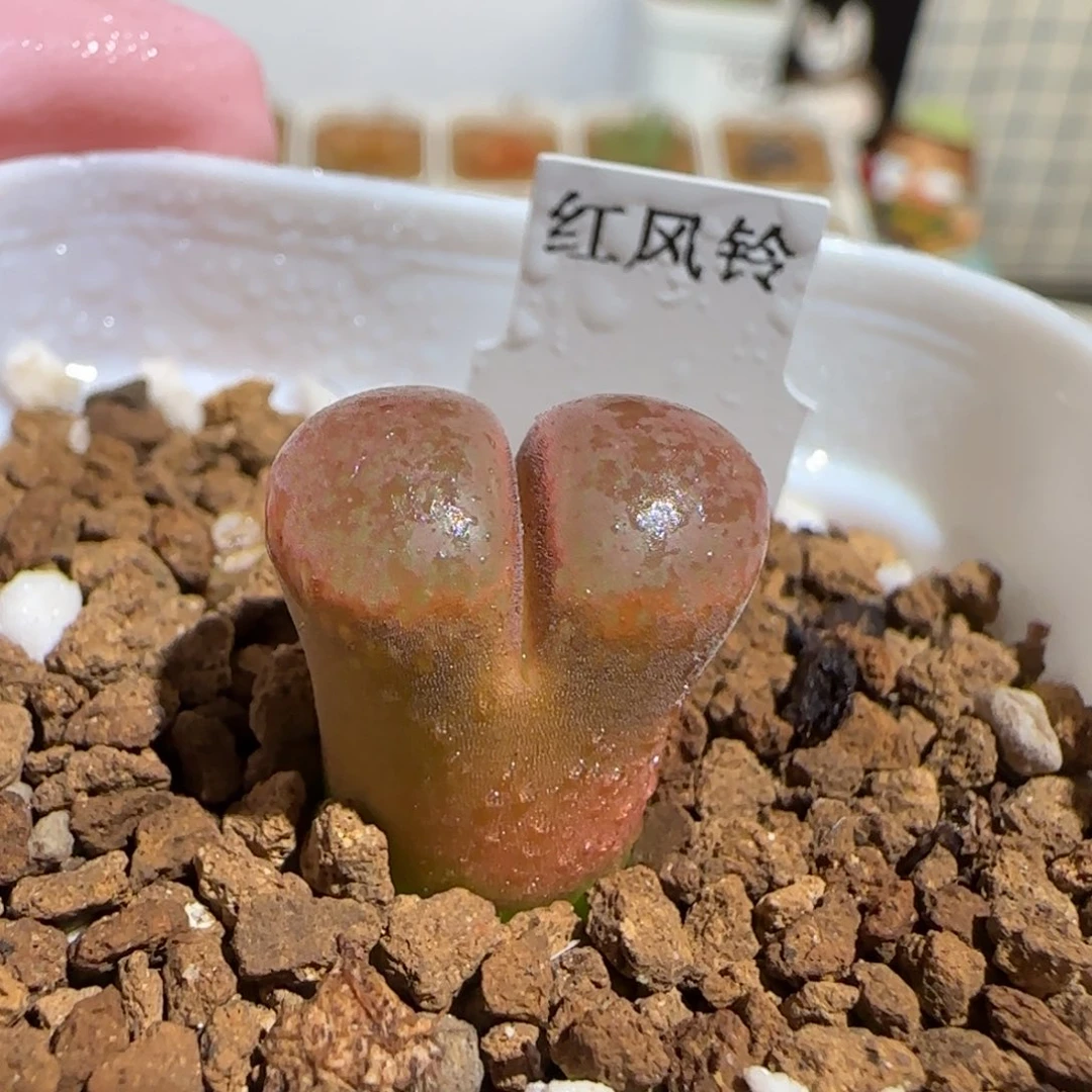 肉锥多肉植物组合-红风铃139