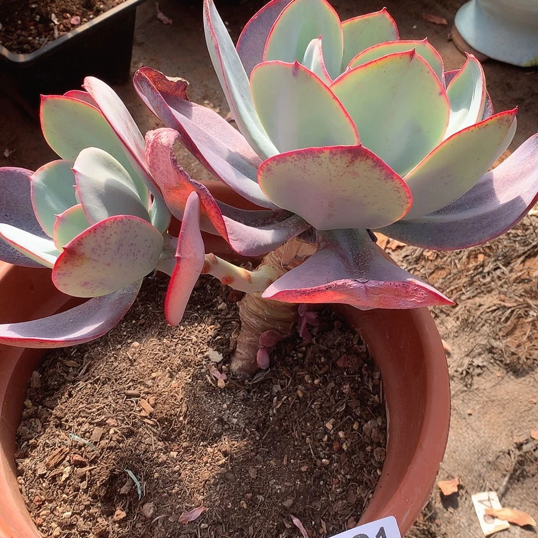 531布鲁克林的蓝 一物一拍多肉