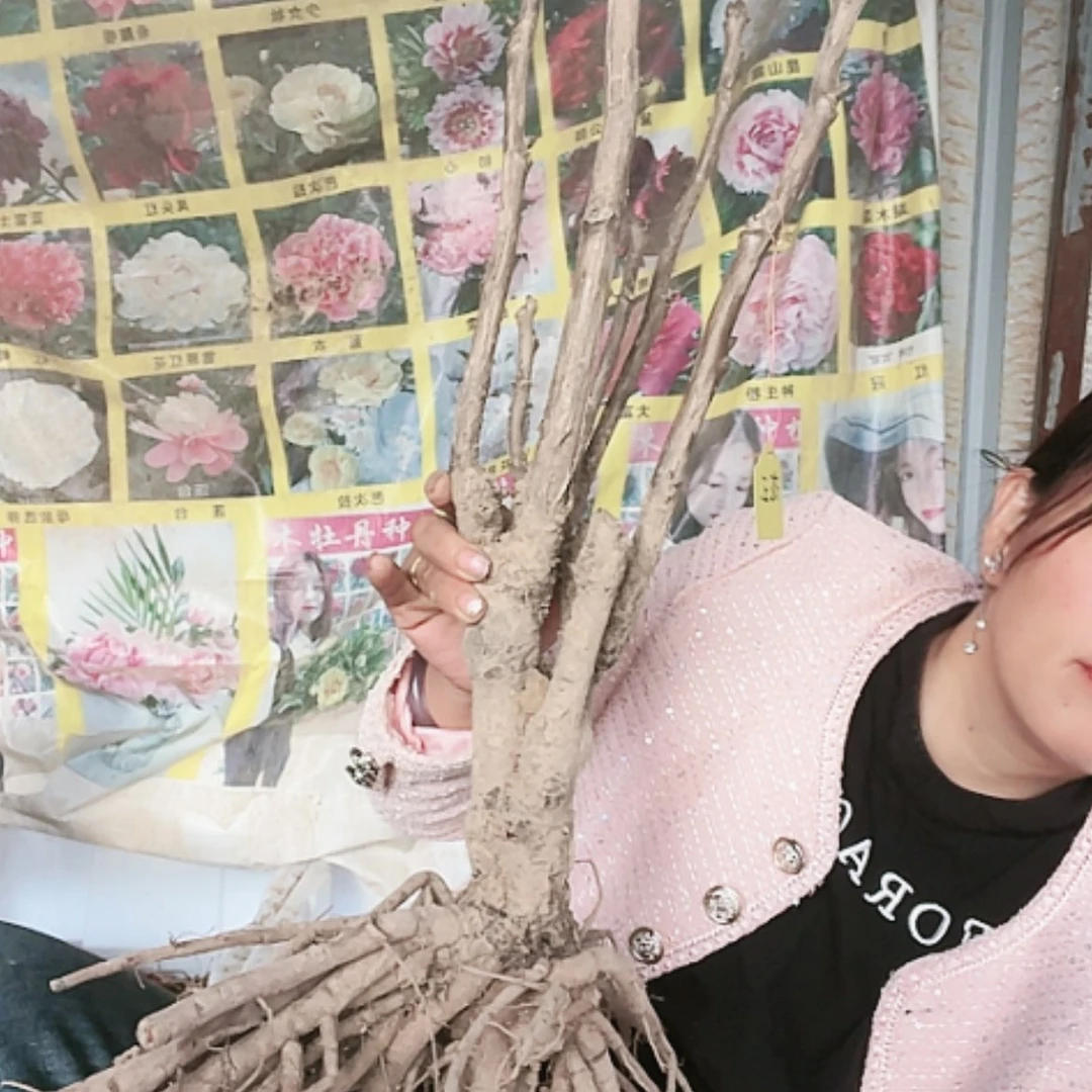 【闪购商品】完全开放花王