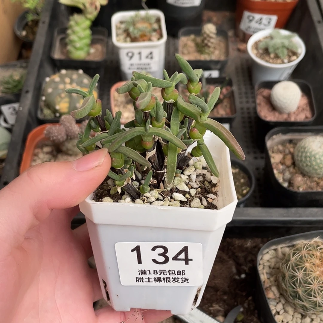134支干兔子（满18包邮）