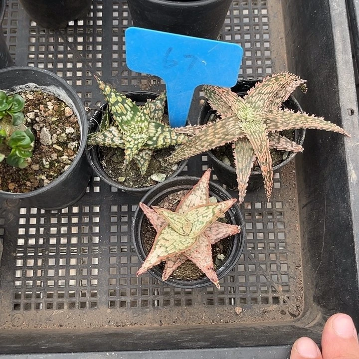 当前无花朵，栽培后可花朵李*禹