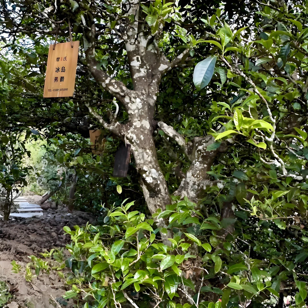 （勿拍，挂车专用）2018年冰岛普洱熟茶 茶砖 1斤/砖
