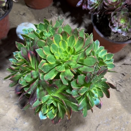 万黄法师9.9脱土发货