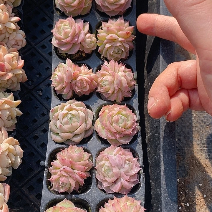 255 多肉植物盆栽花卉盆栽