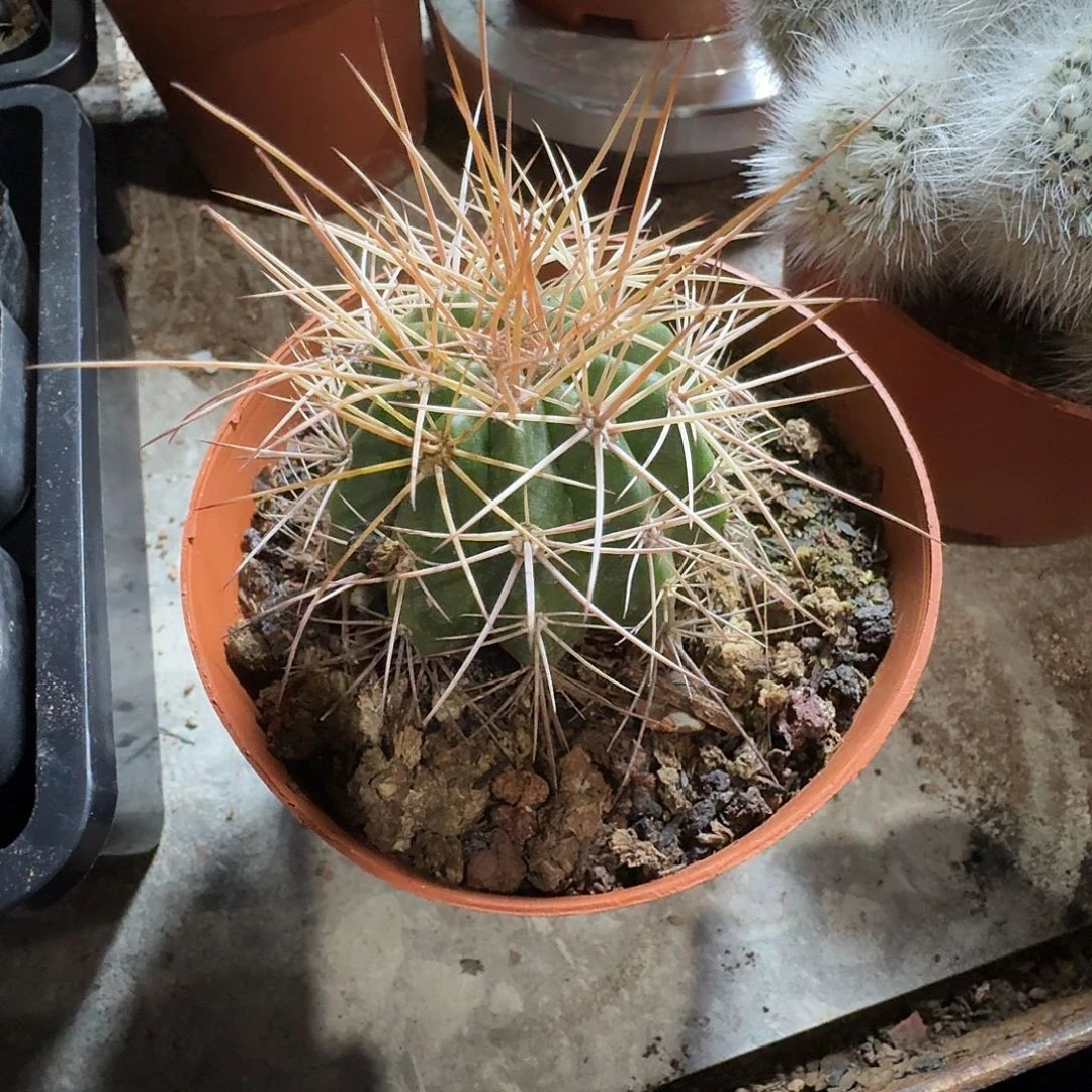 实生鹤云冠幅 5