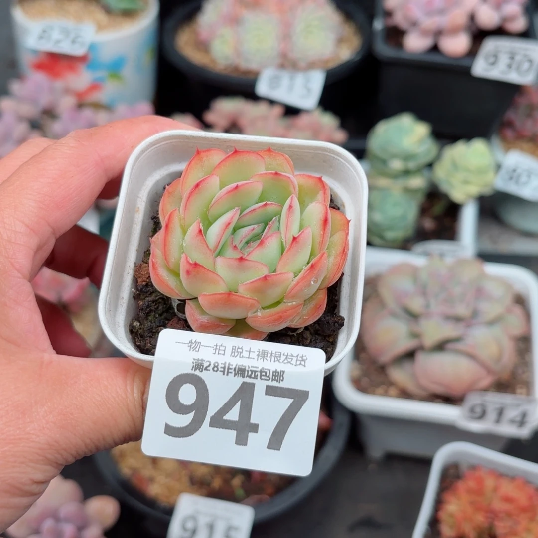 草莓冰无盆土发货