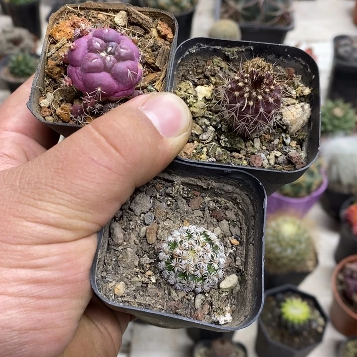 m***n紫皮无刺象牙尤博球克氏丸3颗