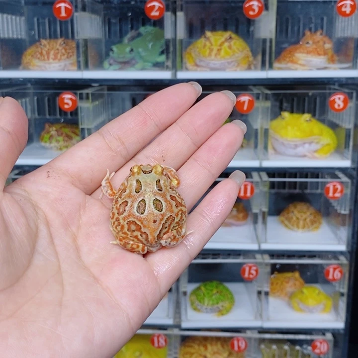 角蛙恭喜发财大吉大利