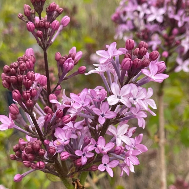 丁香花紫丁香大叶丁香四季丁香小叶丁香花苗耐寒耐热耐旱花园庭院
