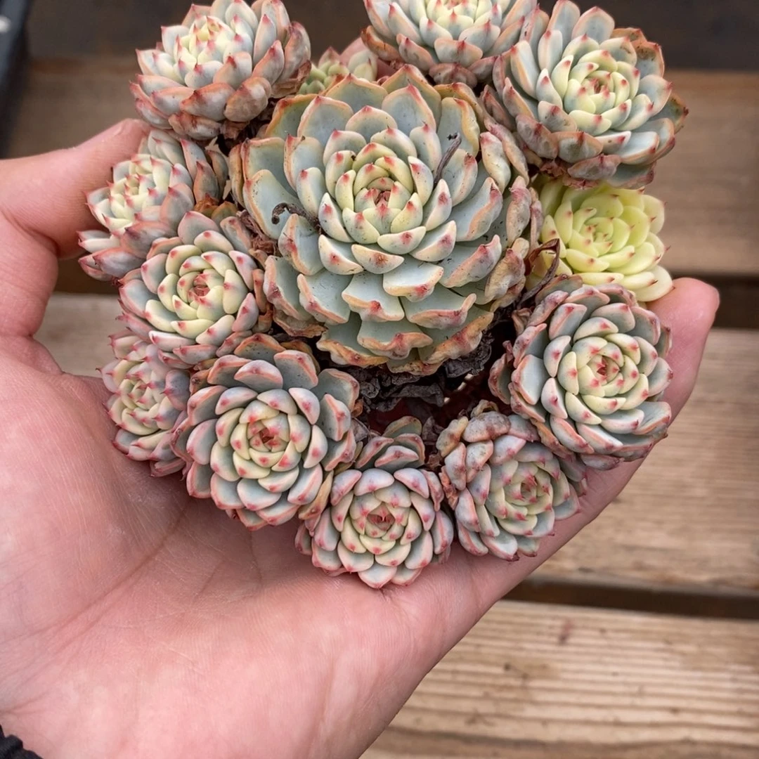 姬莲锦多肉植物8936