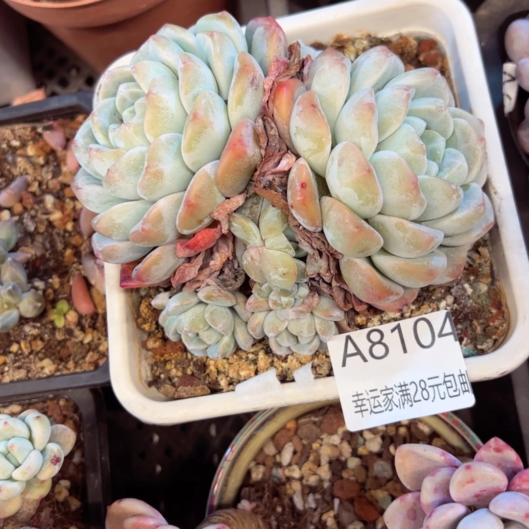 豆*。幸运的是我的朋友