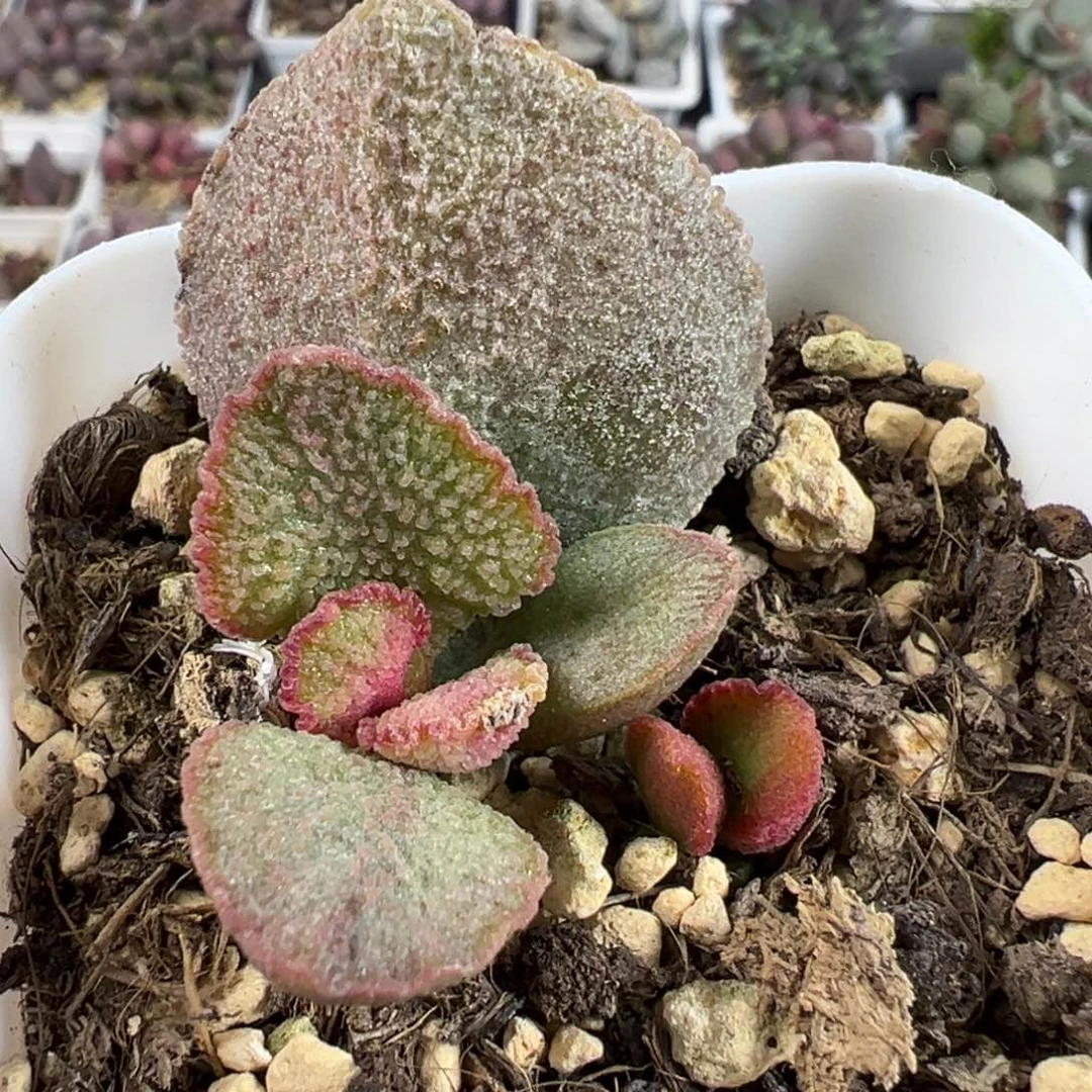 爱丽丝大苗多肉植物水泡