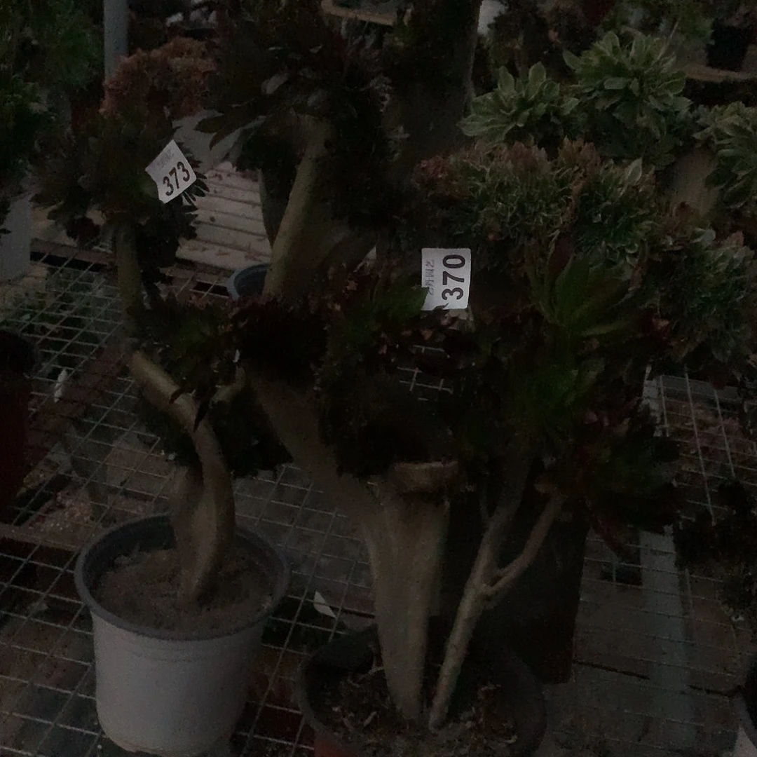 慧*370373两颗套餐缀化缀化