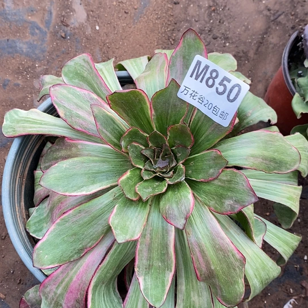 850紫嫣多肉植物