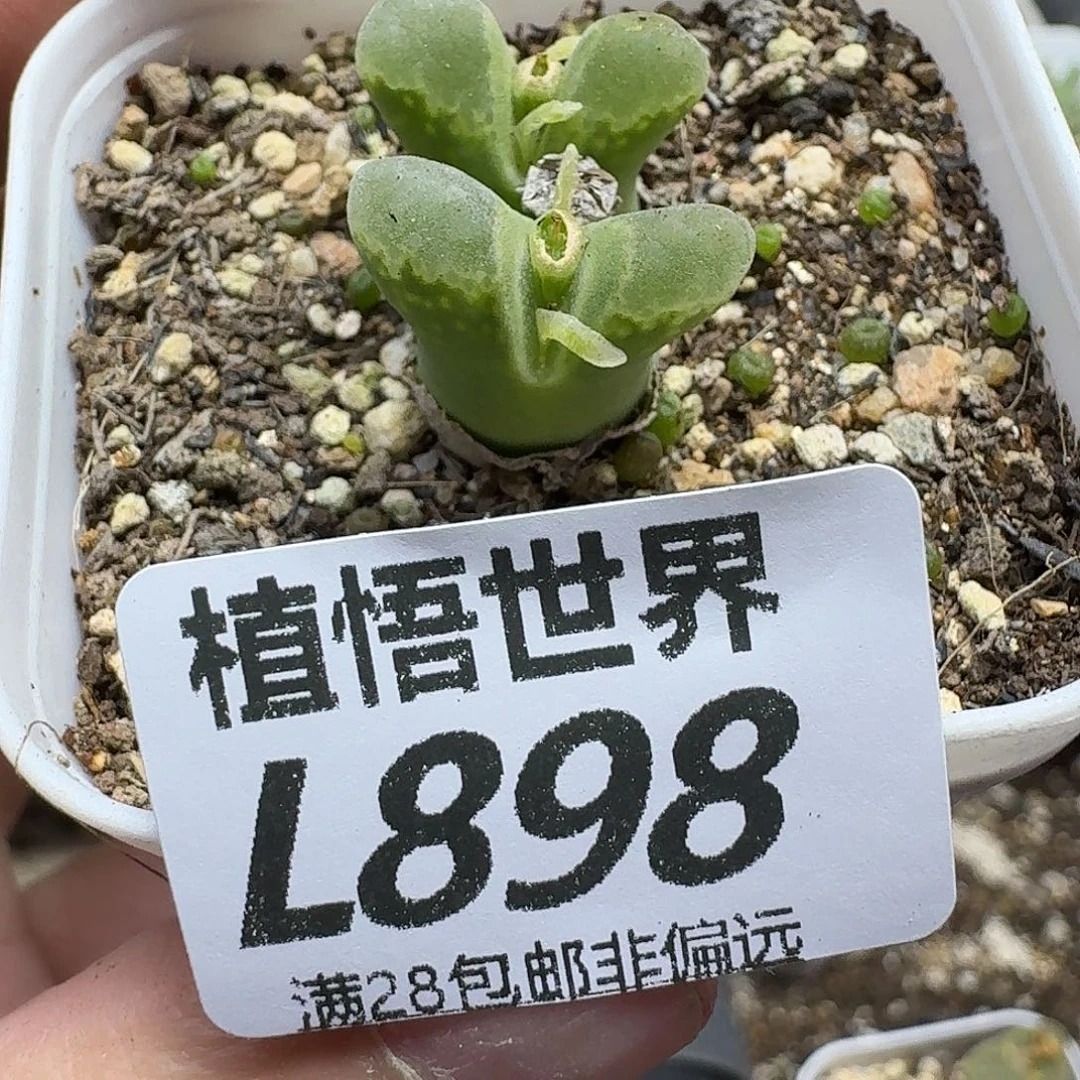 多肉植物的润泽eghn
