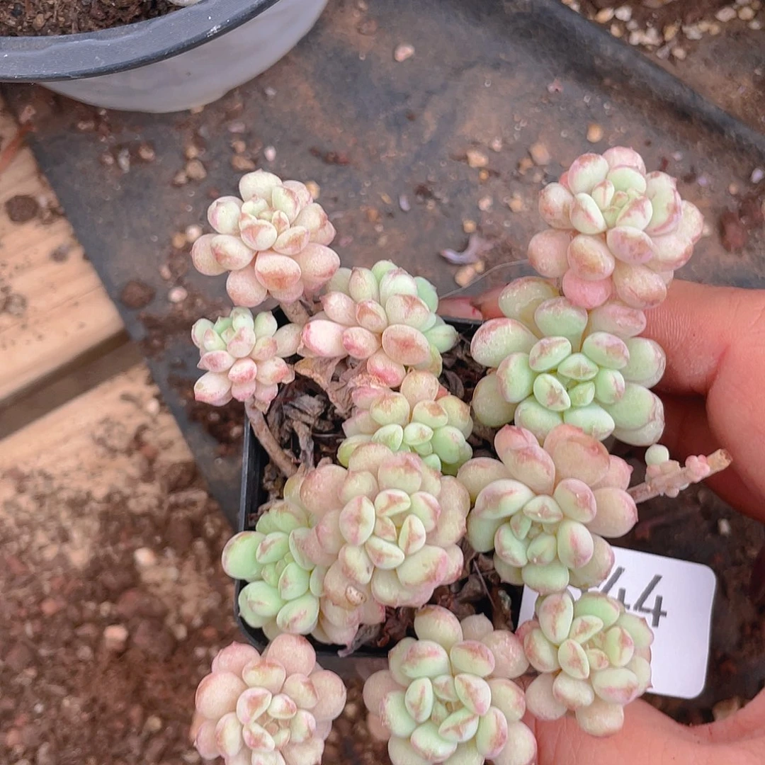 844。 小红蛋。