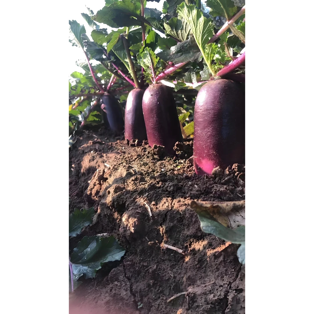 【满五包包邮】冰糖心甜脆水果萝卜种子生吃脆甜蔬菜种孑四季播种