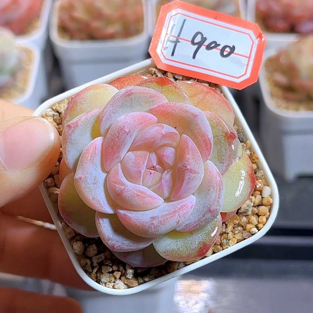 H900雪时珍妮   满18包邮