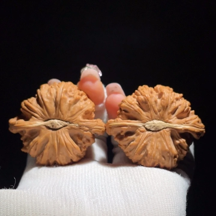 文玩核桃白狮子未打底