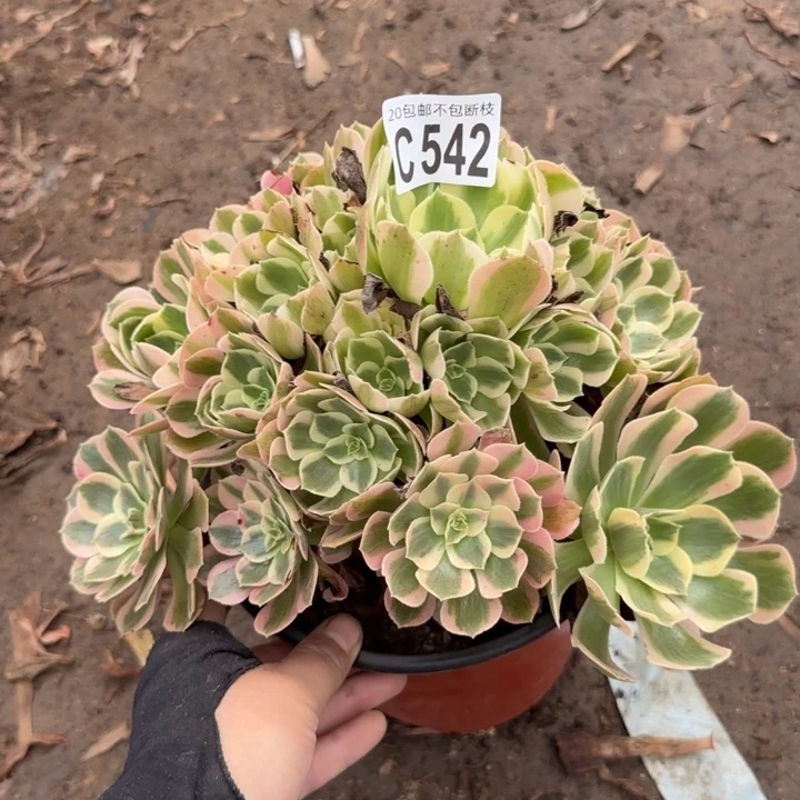 妖月……多肉植物……