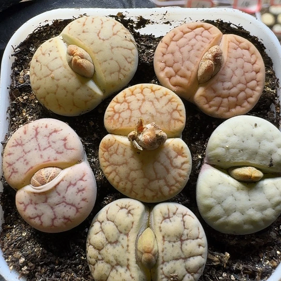 生石花2:：：。 11号