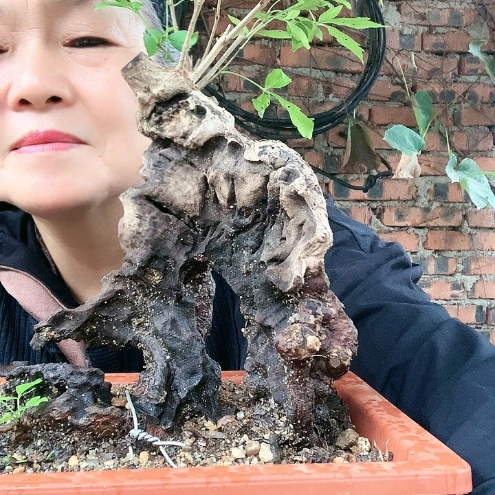 【闪购商品】完全开放黄荆