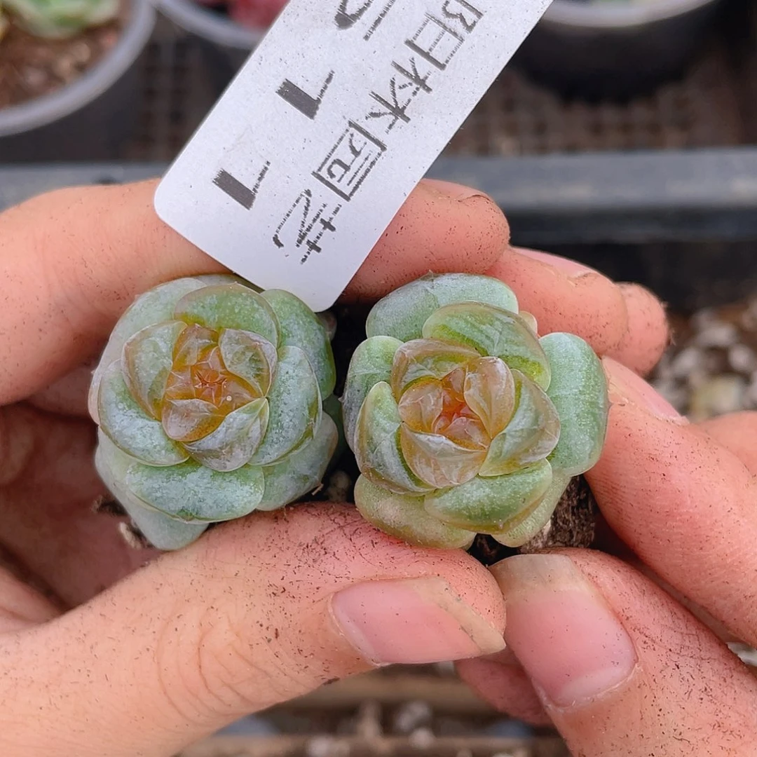 多肉植物多肉植物511