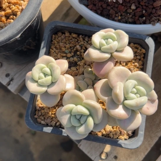 猴****?谢谢宝～一物一拍7289多肉